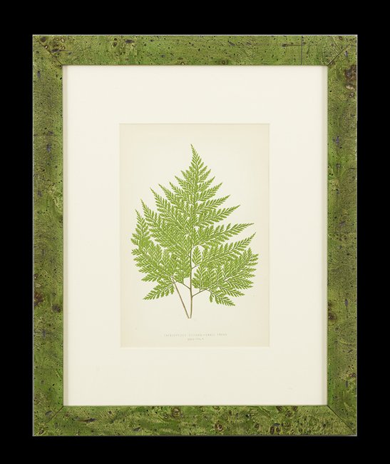 Edward Joseph Lowe (British, 1825-1900): Edward Joseph Lowe (British, 1825-1900), "Ferns", suite of eight chromolithographs, London, 1880, sight 9-1/2" x 6". Glazed, matted, and in green-stained burlwood frames.