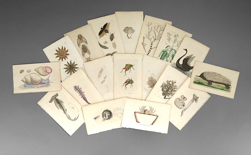 Suite of Eighteen Hand-Colored Engravings: Suite of Eighteen Hand-Colored Engravings, from George Shaw (British, 1751-1813) and Frederick Polydore Nodder (British, 1770-ca. 1801) The Naturalist's Miscellany, published London: Nodder & Co., 179