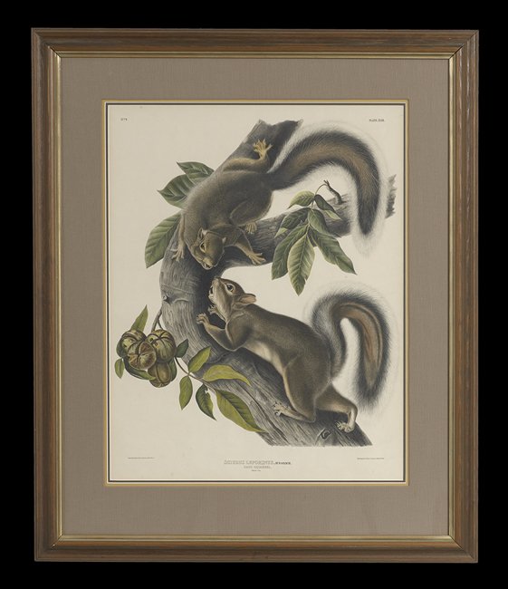 After John James Audubon (American, 1785-1851) (1 of 1)