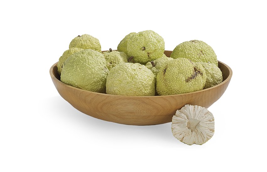 Mary Kirk Kelly (American/Alabama, 1918-2013): Mary Kirk Kelly (American/Alabama, 1918-2013), group of fourteen ceramic Osage oranges, most signed, in a turned hackberry bowl signed by E. A. Sheppard, De Queen, Arkansas, bowl, h. 7", dia. 12".