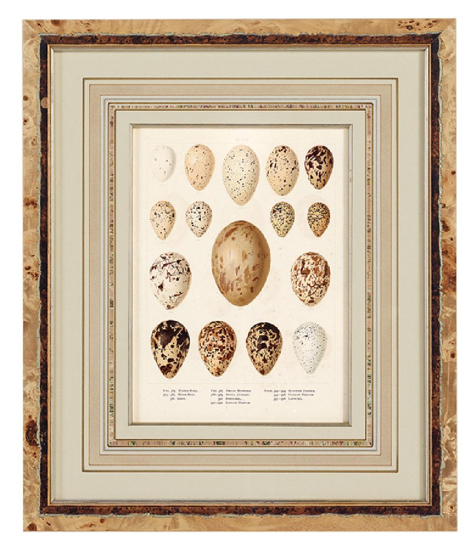 Collection of Three Oological Color Lithographs: Collection of Three Oological Color Lithographs, from Arthur G. Butler, British Birds with Their Nests and Eggs, illustrated by F. W. Frohawk, London, Brumby and Clarke, 1896-1898, including plates XV