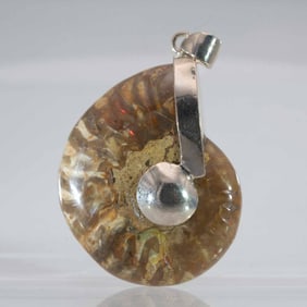 Natural Polished iridescent Fossil Ammolite Pendant