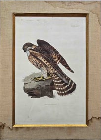 Antique Prideaux John Selby Hand Colored Lithograph On Paper "Merlin Femal"