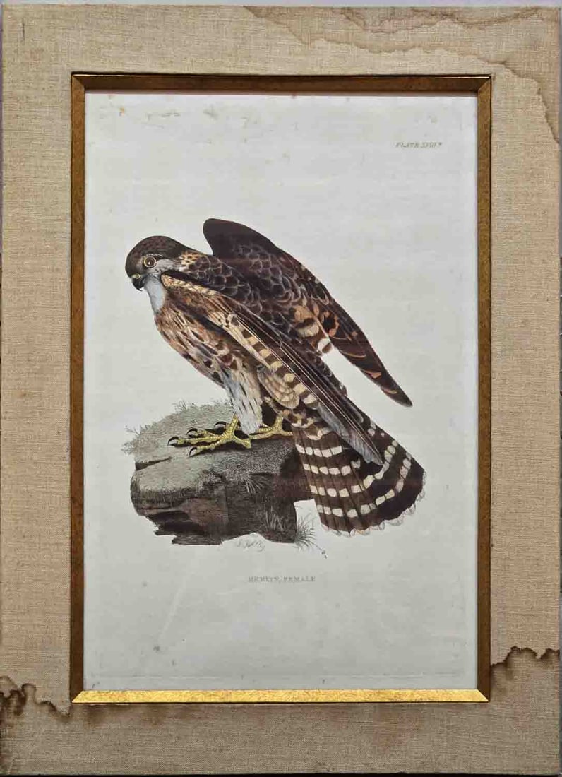 Antique Prideaux John Selby Hand Colored Lithograph On Paper "Merlin Femal": Title: Merlin Femal Medium: Hand Colored Lithograph On Paper Size: 21 x 11 inches Frame: 26 x 16 inches Age: Antique Condition: Great, please check photo for condition reference Provenance: Combined s