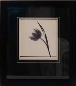 Vintage Wall Art On Paper "Tulip Impression"