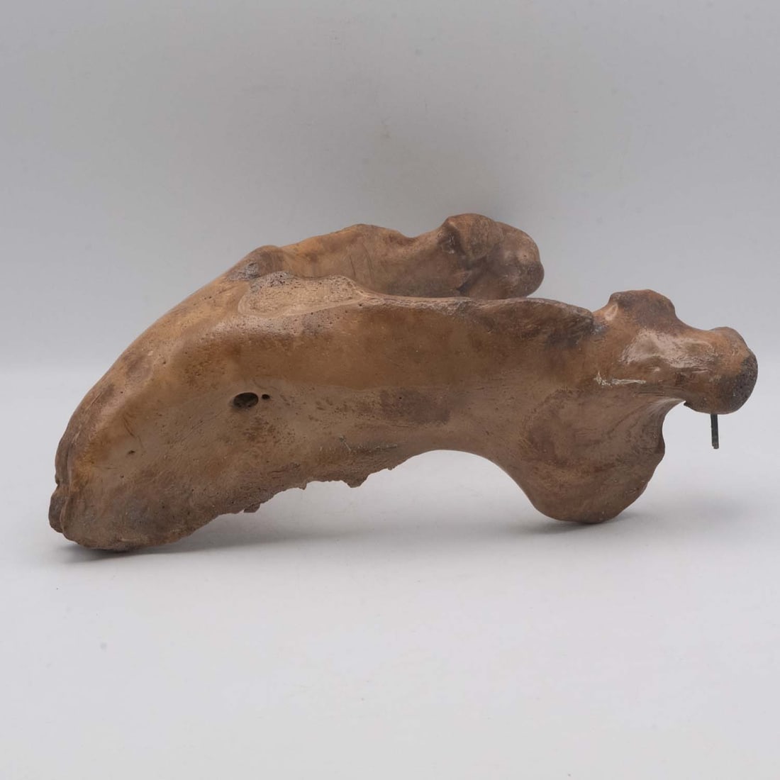 Swimming Whales Walrus Jaw Specimen: Medium: Walrus Jaw Size: 9.7x4x8 inches Age/Detail: Swimming Whales Condition: great overall, check photo for condition reference. Provenance: Collection from Estate in Williamsburg LiveShipping is NO