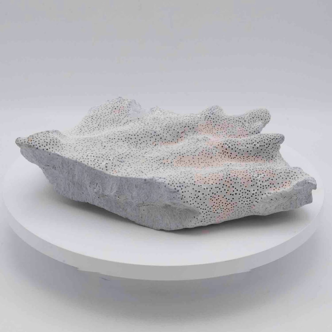Natural White Stony Coral Skeleton Specimen: Medium: White Stony Coral Size: 7.5x5x2.3 inches Age/Detail: Natural Condition: great overall, check photo for condition reference. Provenance: Collection from Estate in Williamsburg Please view all t