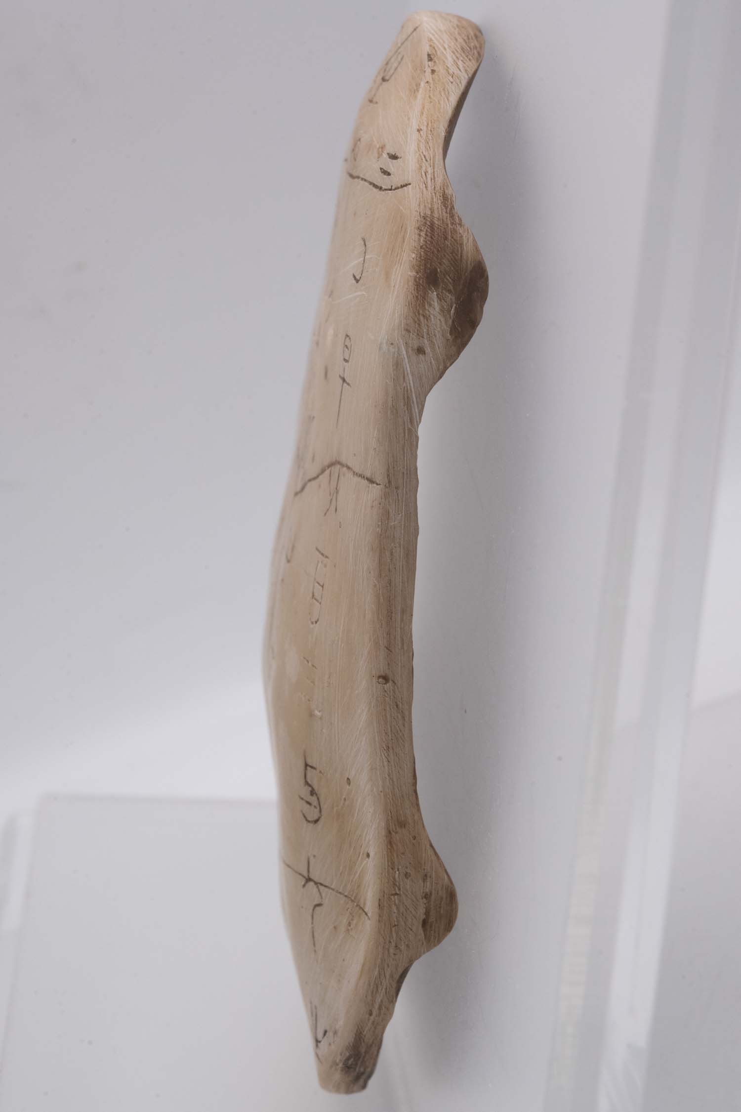 Chinese Turtle Plastron Oracle Bone Script - 7