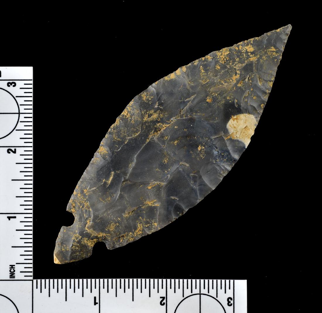 5" Reproduction Turkeytail (1 of 1)