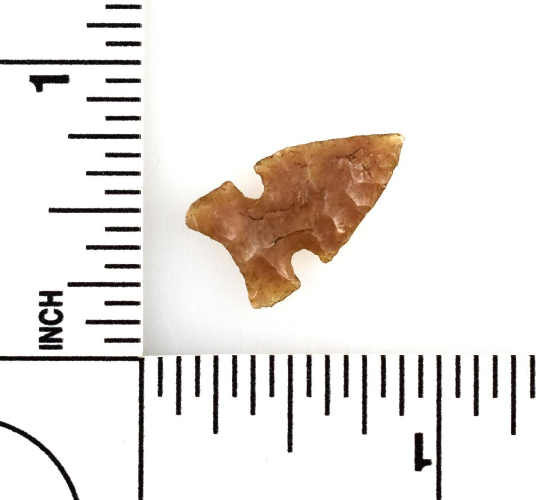 3/4" Washita-Peno: Central Texas example from the Meyer Collection.