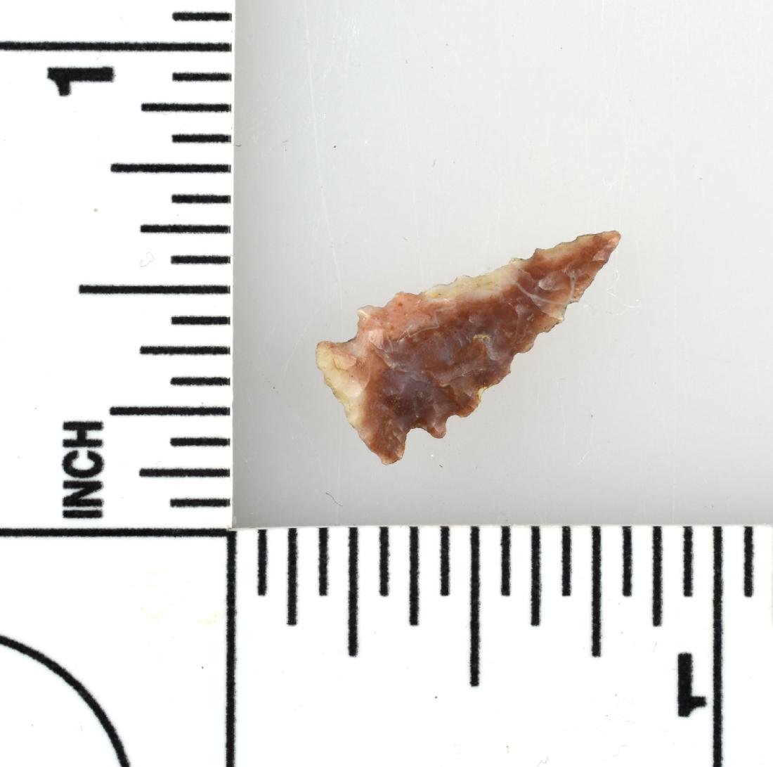 11/16" Scallorn: Alibates example from Texas. Ex - Meyer Collection.