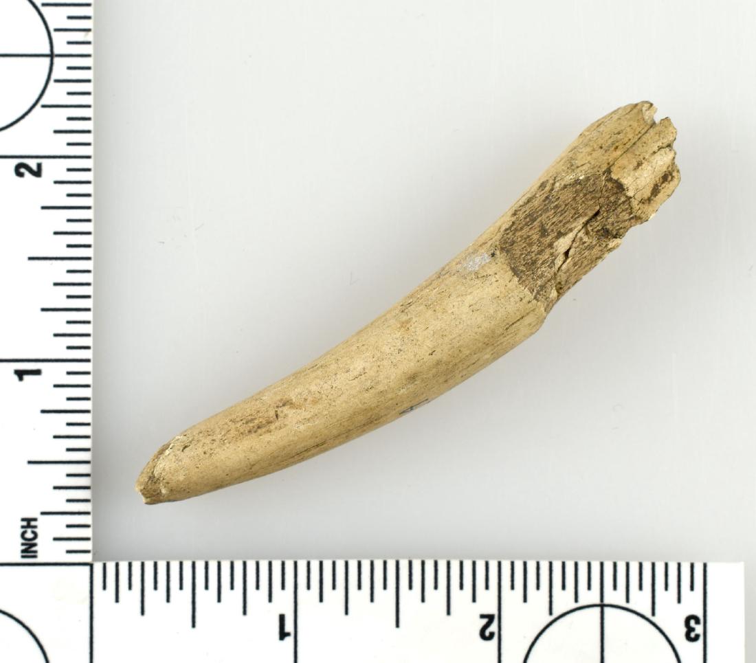 3 3/16" Antler Point: Recovered from a site in Butler Co., Ohio near Fairfield. Ex - Lincoln Smith Collection.