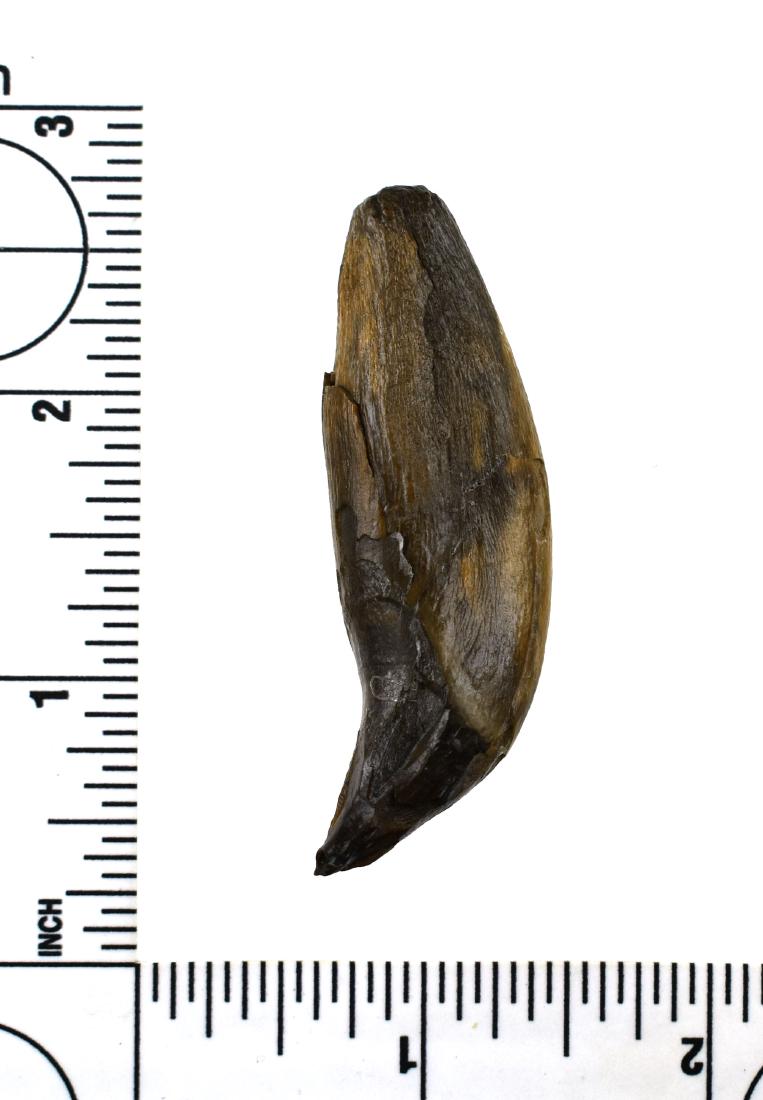 2 3/8" Fort Ancient Bear Tooth: Partially fossilized example from Augusta, Kentucky. Ex - Cummins, Lincoln Smith Collection. Stabilized.