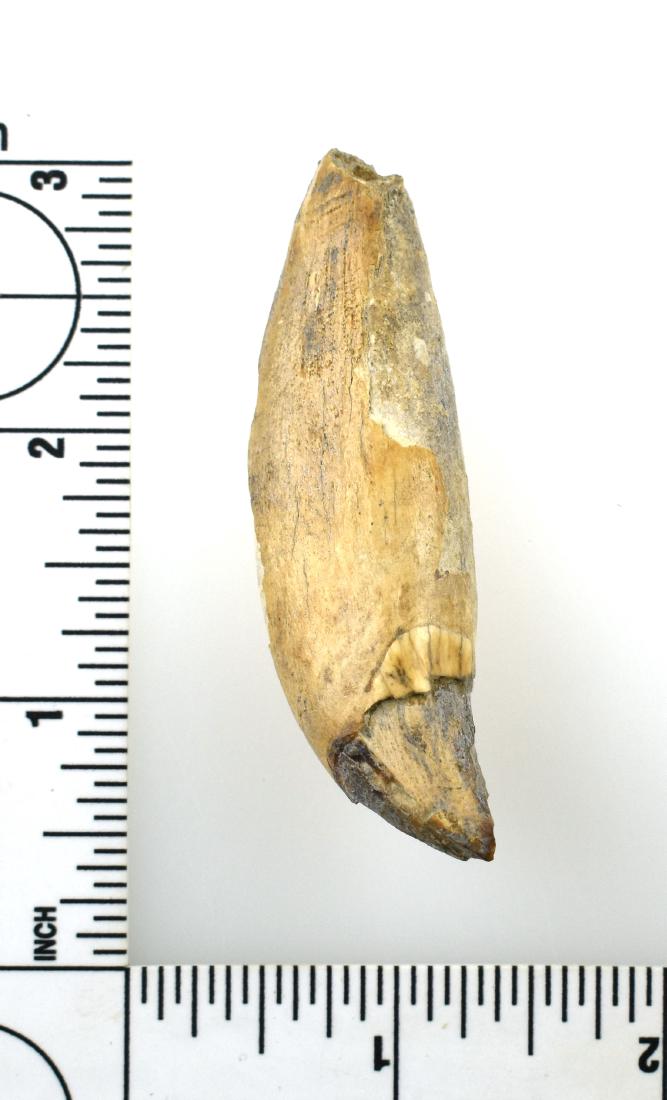 2 5/8" Fort Ancient Bear Tooth: Partially fossilized example from Augusta, Kentucky. Ex - Cummins, Lincoln Smith Collections. Stabilized.