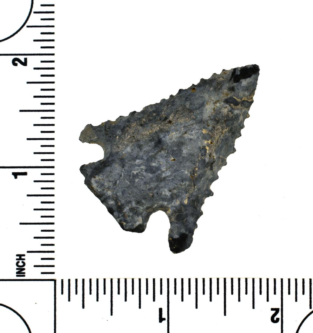 1 13/16" Pinetree - Jackson G-9+ COA: Nice serrated example reported from Madison Co., Kentucky formerly of the Meyer Collection.