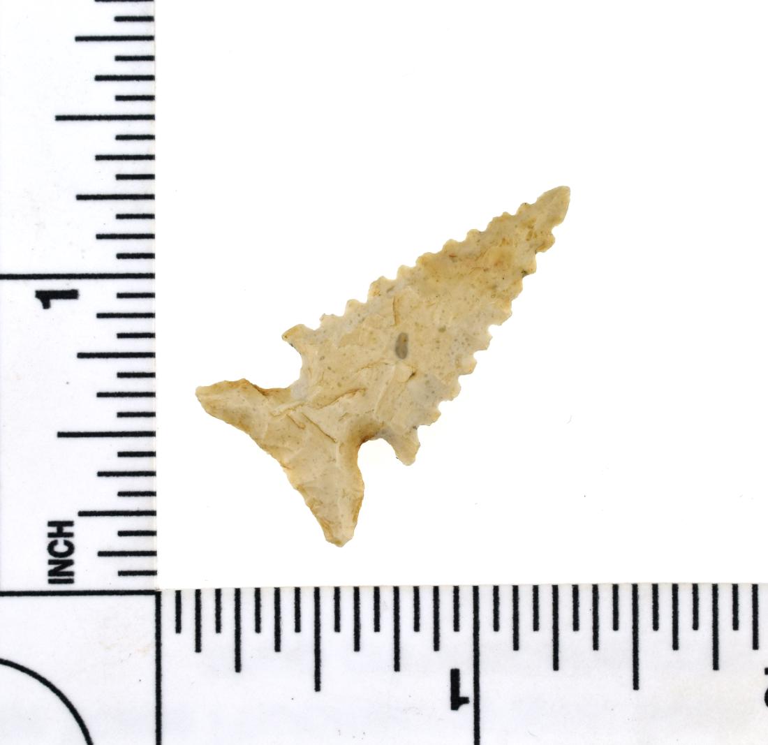 Exceptionally Fine 1 5/16" 'G-10' Edwards: Awesome very symmetrical and finely serrated example with long ears and large base. Made of a high grade cream colored Chert with great translucency around the perimeter. Found in Texas. Ex- Harold Fr