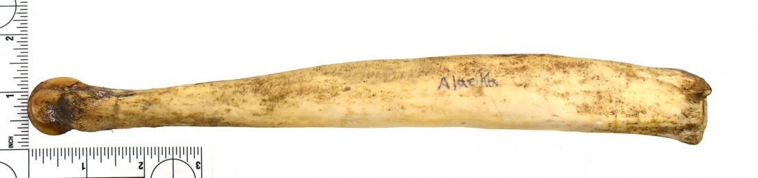 Inuit 11.5" Bone Beamer: Point Hope, Alaska. Ex Lincoln Smith Collection. Carved example used for scraping hides. Well worked and edge polished.