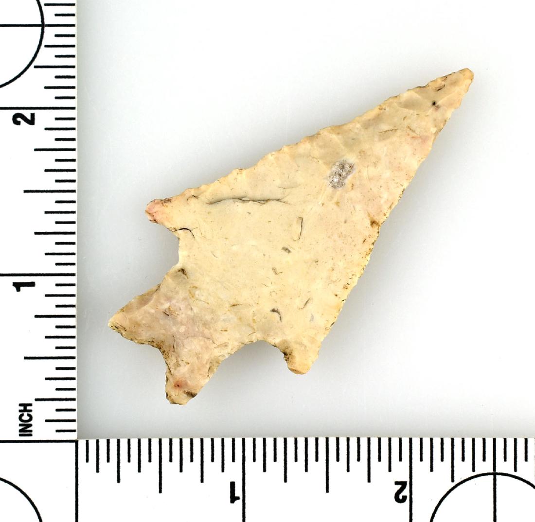 2 3/4" Pedernales: Ex Meyer Collection example from Central Texas. Cream Fossil chert.