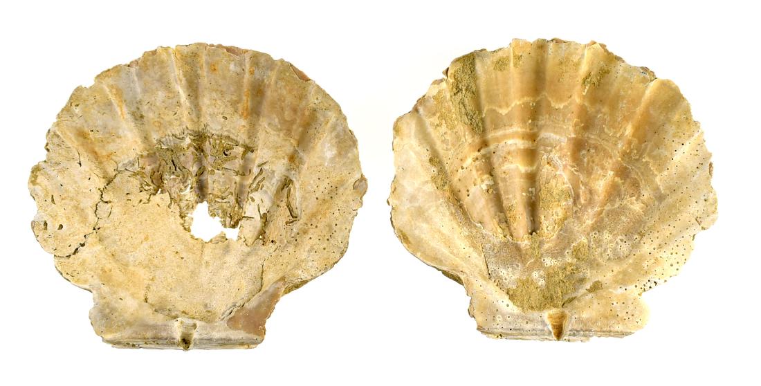 7" PreColumbian Scallop Offering Dish: Massive scallops from the Mucerino collection used by Mayans and other PreColumbian Cultures as drinking vessels and offering plates. We don't often see these.