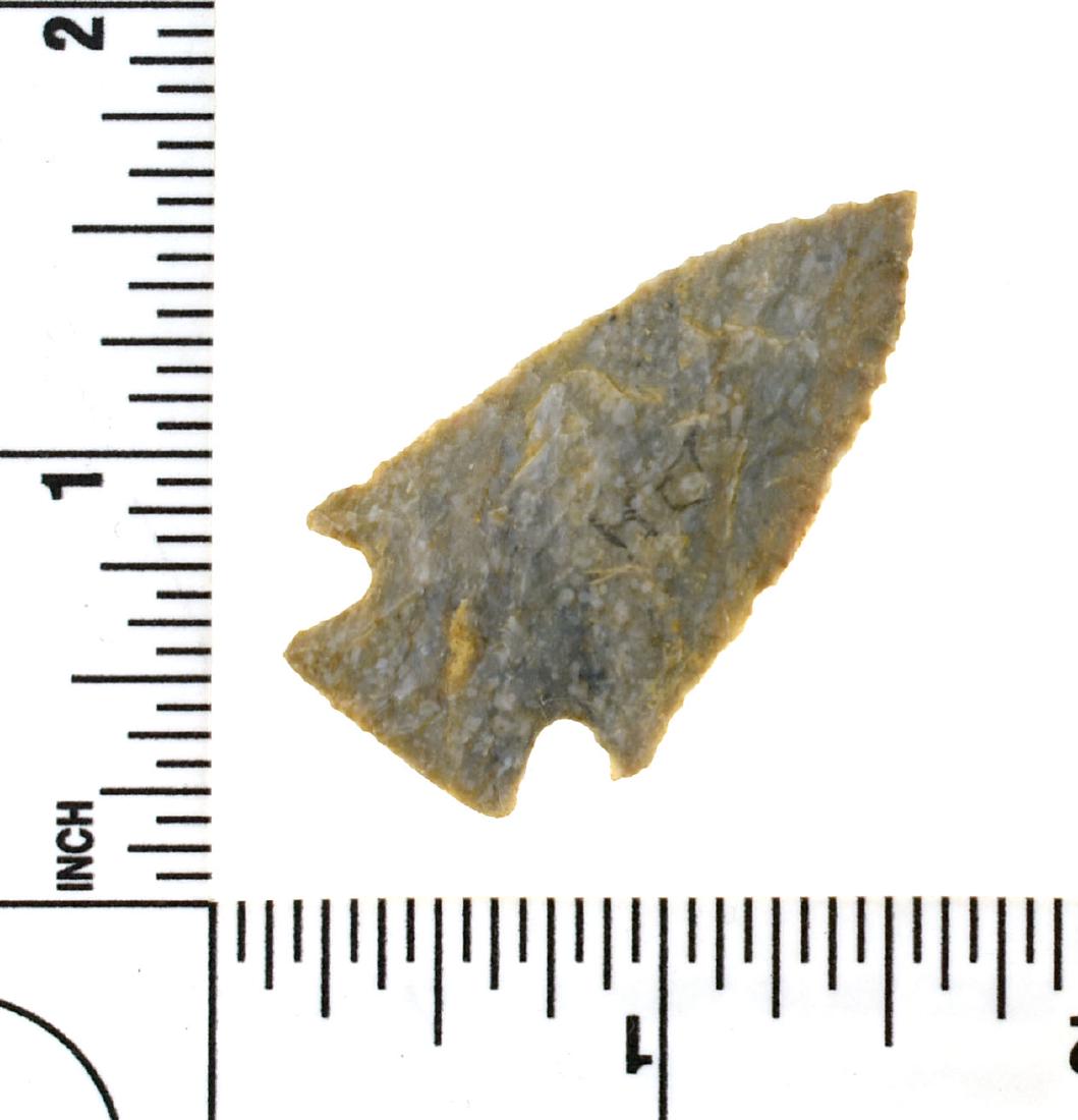 1 11/16" Kentucky Palmer: Pretty tranlucent example in a heavy fossil laden Boyle chert. Montgomery Co., Kentucky.