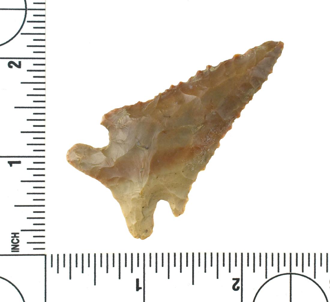 2 7/16" Archaic Corner Notch/Pinetree: Carter Cave flint example from Central Kentucky. Ex Gary Noel Collection.