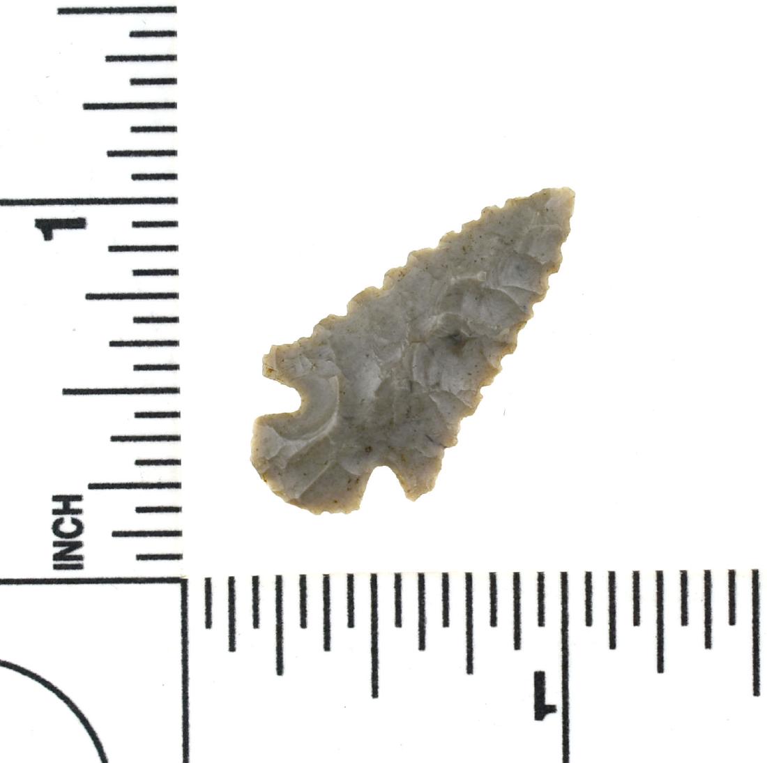 Cache Quality 1 1/8" Dardanelle: Super fine heavily serrated high grade glossy gray chert example from the Spiro Mound area in Oklahoma. Super symmetry. Very thin with a classic bulbous base. They must have had high power magnificati