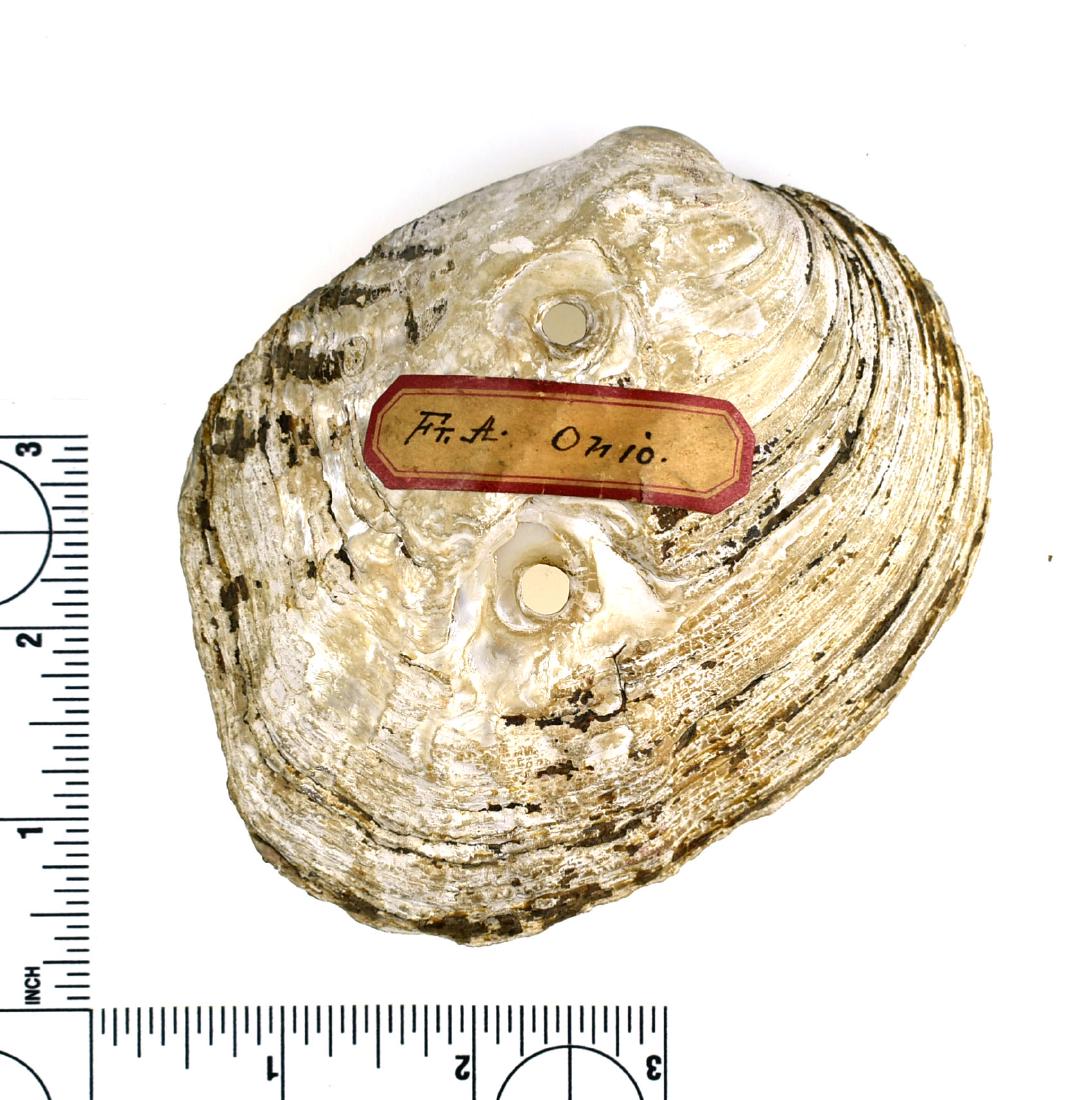 4 5/8" Fort Ancient Shell Hoe: Nice small shell hole recovered from Fort Ancient, Ohio prior to 1950. Ex Frank Adell Collection