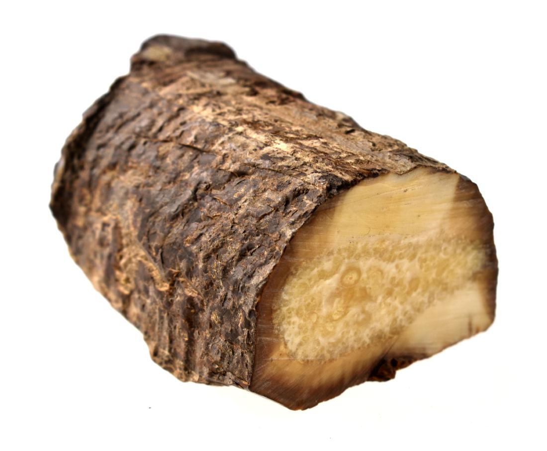 Prehistoric Fossilized Walrus Tusk