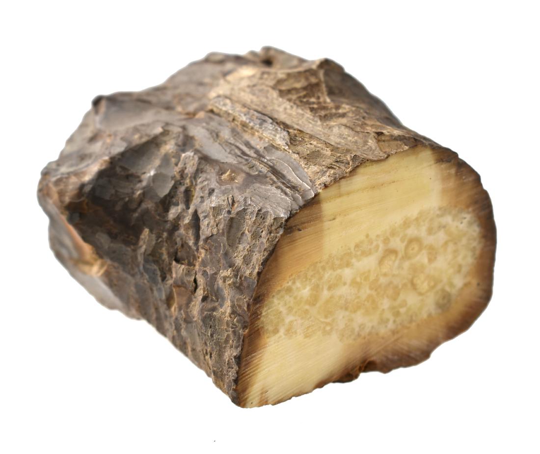 Prehistoric Fossilized Walrus Tusk