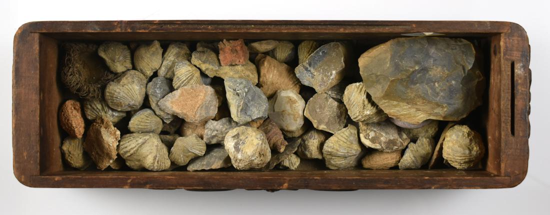 Large lot of Brachiopod fossils: Variety of Bivalve species along with some others, even a couple pieces of flint in this lot.