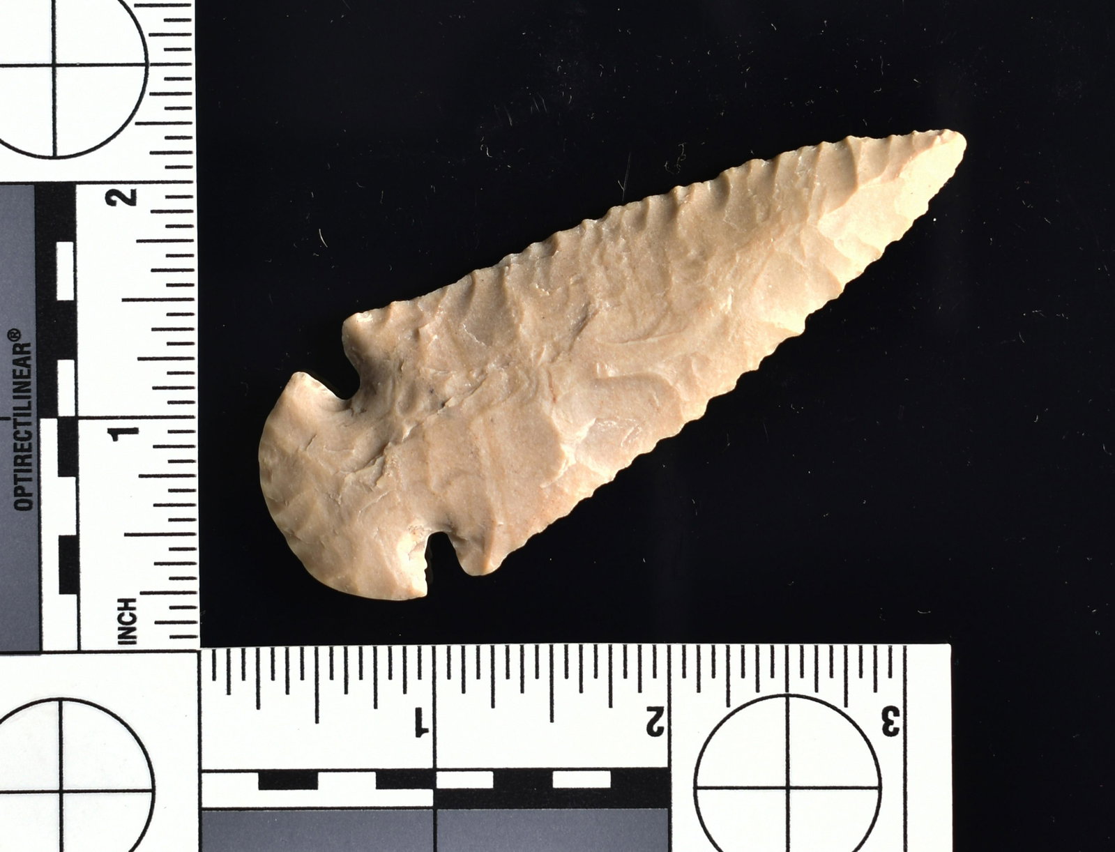 Excellent 3 5/16" Dovetail - Jackson G-9.5+ COA: Made of a creamy colored Ohio chert with diagional tan streaks/ bands. Super eye appeal. This is a cave find with evidence of caliche and some hinges still intact due to lack of the freeze thaw dynami