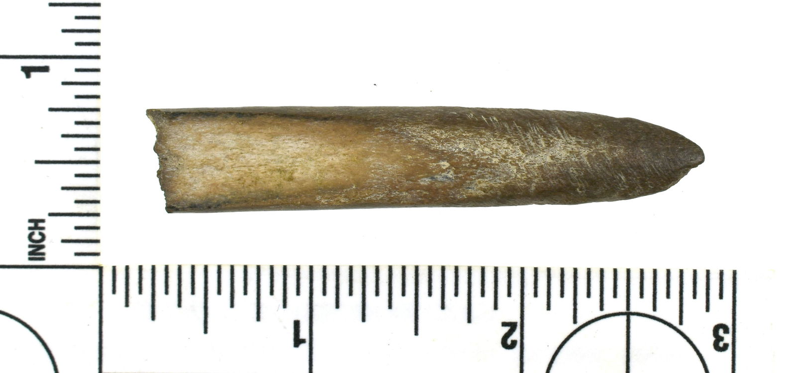 2-5/8" Paleo Beveled Bone Rod: Rare fragmentary Beveled bone rod from the Robert Beckett Ranch Collection from Lassen Co., California. Items similar to these were found with the Richey Clovis Cache in Washington state - those were