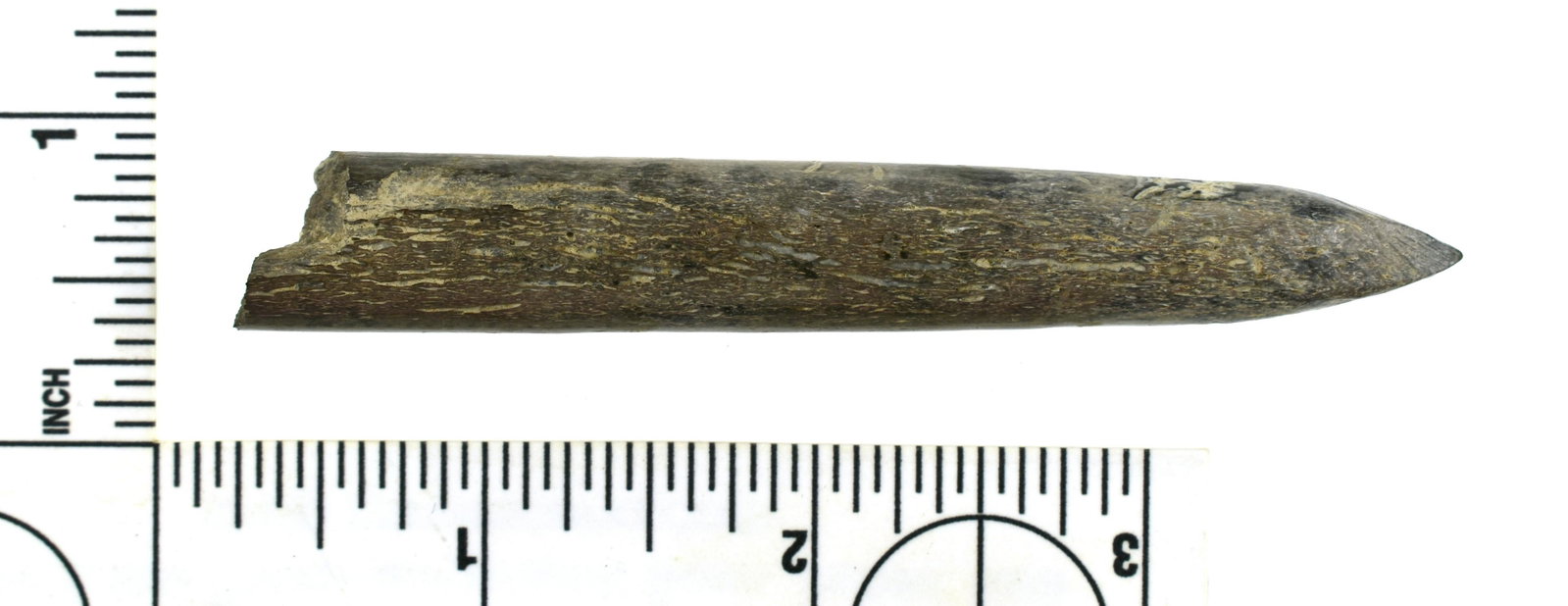 3-11/16" Paleo Bone Rod: Awl or Beveled rod like those found with the Richey Clovis Cache. from the Robert Beckett Ranch Collection from Lassen Co., California. RARE!