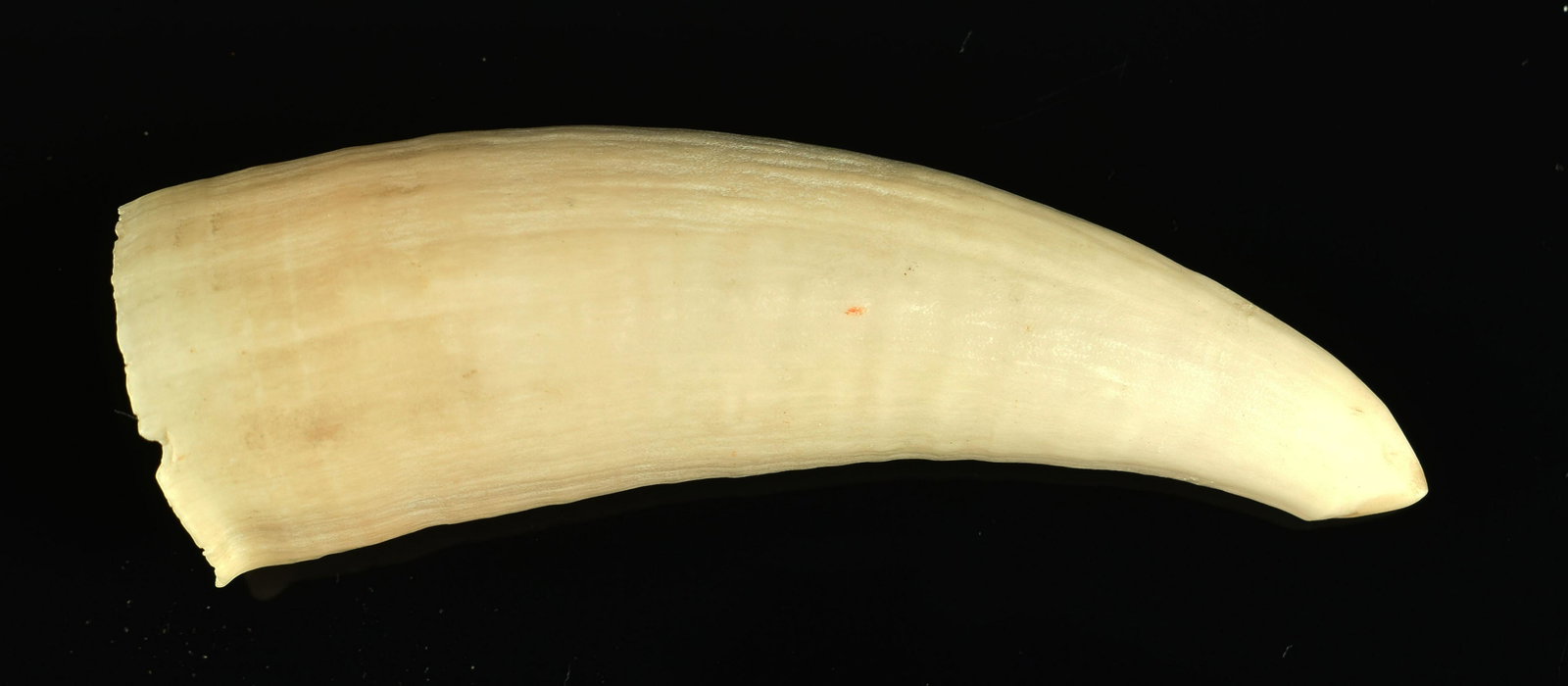 4" Eskimo-Worked Whale Tooth: Nice whale tooth specimen with worked tip from Greenland.