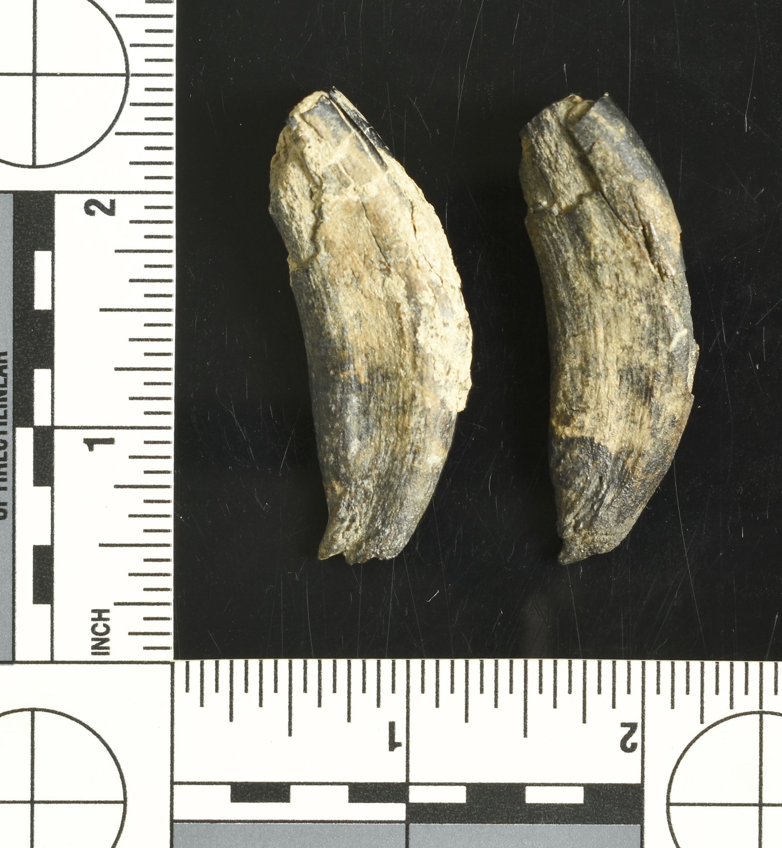 Pair of Fossilized Bear Teeth: Found in Lassen Co., California. Ex Robert Beckett Collection.