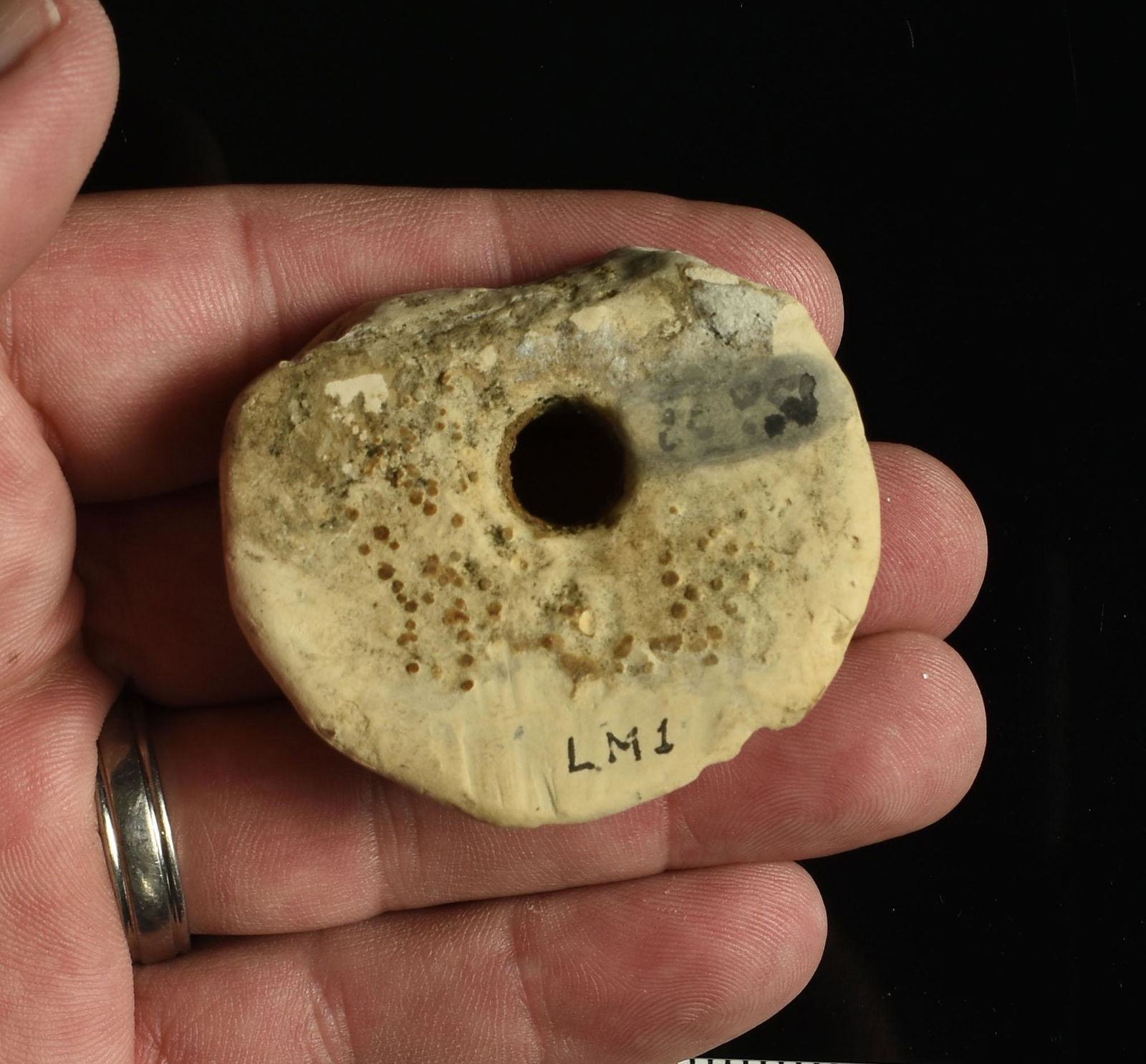 2-1/8" Spiro Ear Spool: Limestone example from Spiro's Temple Mound. Formerly of the Larry Johnson and Lincoln B. Smith Collections.