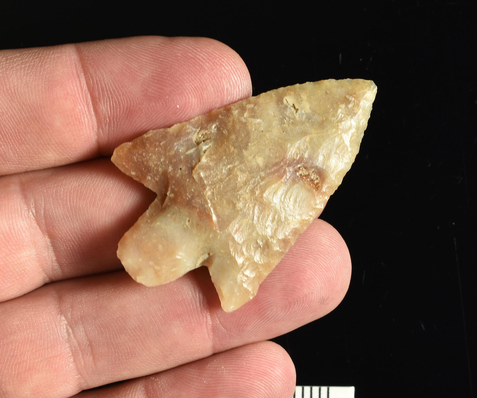 2-3/16" Newnan - Rogers COA: Agatized coral from White Springs, Florida. Rogers COA. Very nice translucent example.