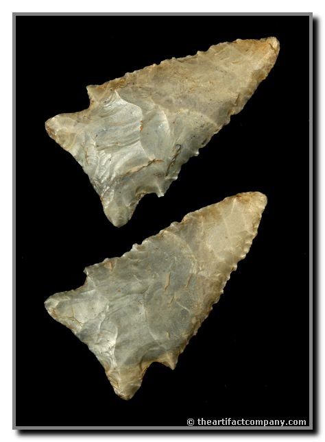 2 7/16" Stilwell: Nicely serrated piece of hornstone from Nelson Co., Kentucky. Ex - Sears Collection.