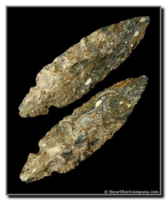 3 15/16" Turkeytail: Very colorful piece of Fossil Chert. Nelson Co., Kentucky. Ex - Sears Collection.