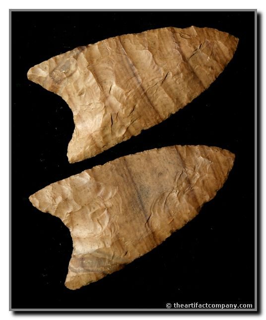 3 3/16" 'First Stage' Petrified Wood Mule Ear: Found by Tony Mayo on Gabriola Island off Canada's West Coast in the 1940's. Petrified Wood. Perino, Jackson, & Stermer COA's.