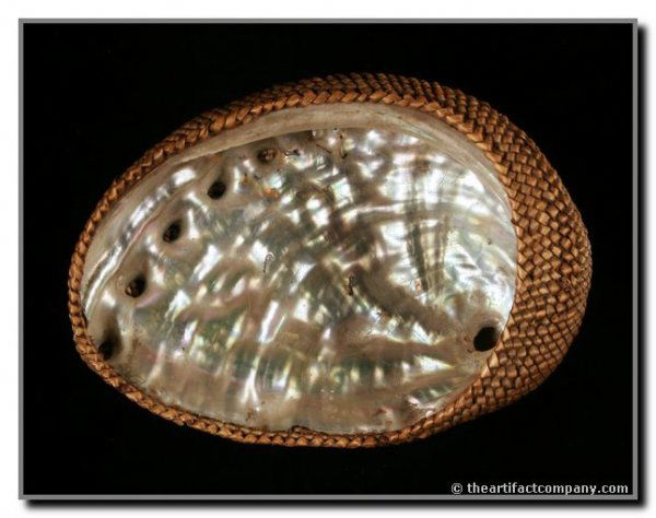 4" Captured Abalone Shell Pomo Basket: Incredible 'captured' Abalone shell inside a tightly woven decorated basket with dyed grasses. Northern California Coast. Very rare as most abalone are cut and carved for decoration.