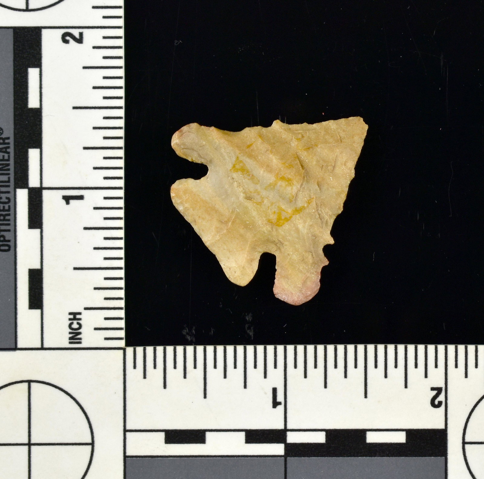 1-1/4" Pinetree: Tan Fossil chert example from the Lands Collection, Clark Co., Indiana. Very similar to examples recovered at the Swan's Landing site.