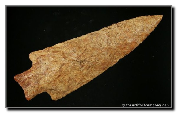 5" Hamilton: Large example in a river stained fossil chert from Florida. Ex - Strunk Collection. Rogers COA.