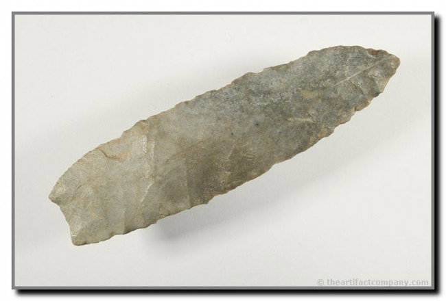 035: 3 1/2" Angostura: Early stage example in a fossil chert. Missouri. Ex - Terry Allen Collection.