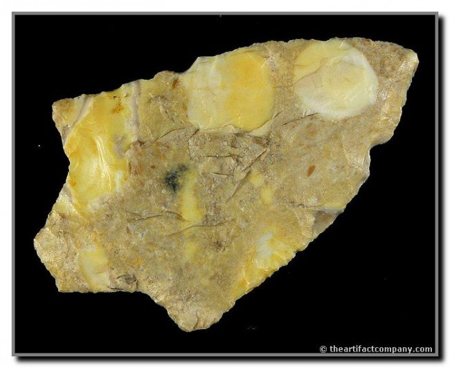4 3/16" Early-Stage Newnan: MASSIVE example in translucent Banana and Butterscotch Oolitic chert. Florida. THIN!