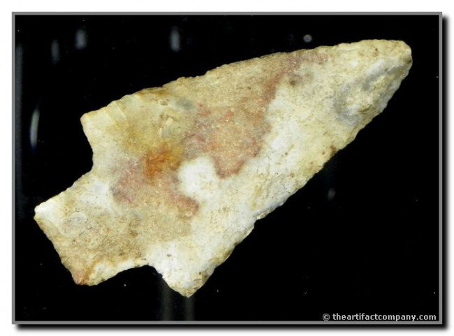 2 7/8" Newnan: Nice translucency on this ultra thin example. Found in Polk Co., Florida.