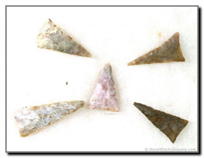 5 'Killer' Triangles: Great form. Nice colors. Longest 1 5/8". All Boyle Chert. Ex- Short Collection. All from the same farm in Bath Co., Kentucky.