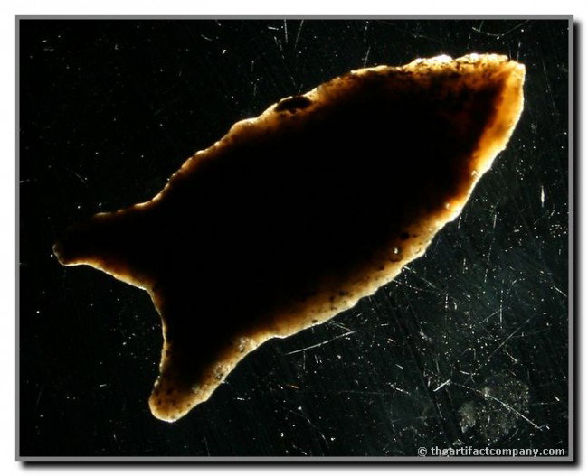024: 1 15/16" Chipola - Jackson COA: Nice Smokey Wayne County Chalcedony from Pulaski Co., Kentucky. Excellent long flaring ears on this fairly rare type. Ex- Bill Carter Collection. Jackson COA.