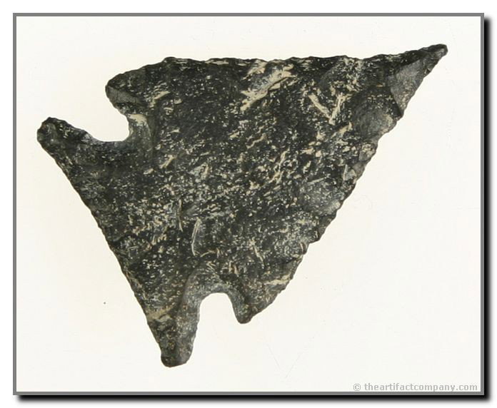 Great Elko Corner Notch From Oregon: A 1 7/16" Elko Corner Notch from Oregon. Perfect form and no brainer minerization.