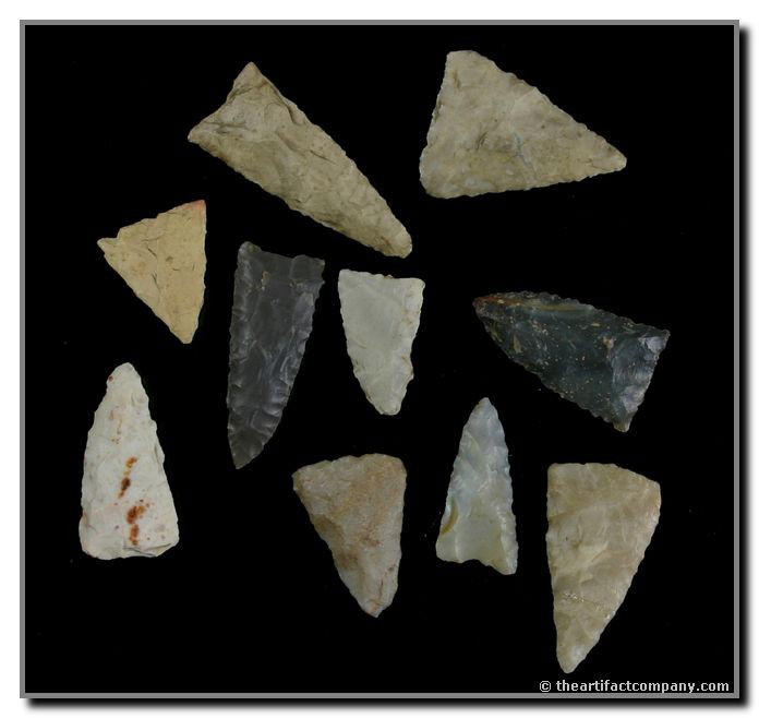 Dealer Lot of 10 Indiana Birdpoints: 10 colorful Birdpoints that were found in Clay Co., Indiana by John Miller. These fantastic little guys measure up to 1 7/16" long.